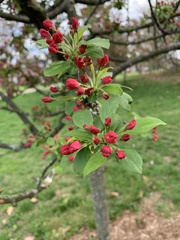Malus