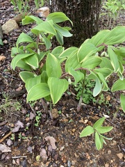 Polygonatum odoratum pluriflorum