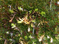 Leptinella squalida