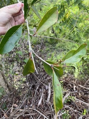 Citharexylum spinosum