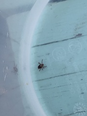 Dermacentor occidentalis