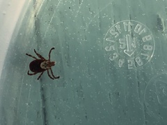 Dermacentor occidentalis