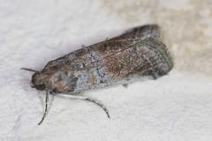 Chararica hystriculella