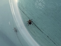 Dermacentor occidentalis