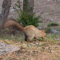 Sciurus vulgaris orientis
