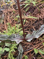 Erythronium citrinum