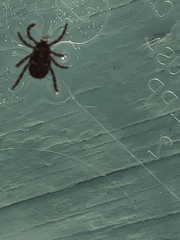 Dermacentor occidentalis