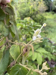 Helicteres jamaicensis