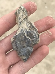 Stramonita canaliculata