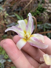 Erythronium citrinum