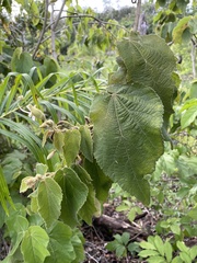 Helicteres jamaicensis