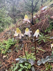 Erythronium citrinum