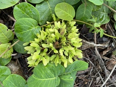 Stigmaphyllon floribundum