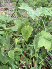 Sida urens