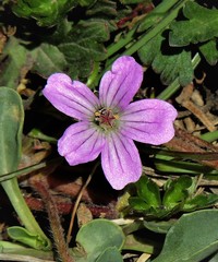 Geranium magellanicum