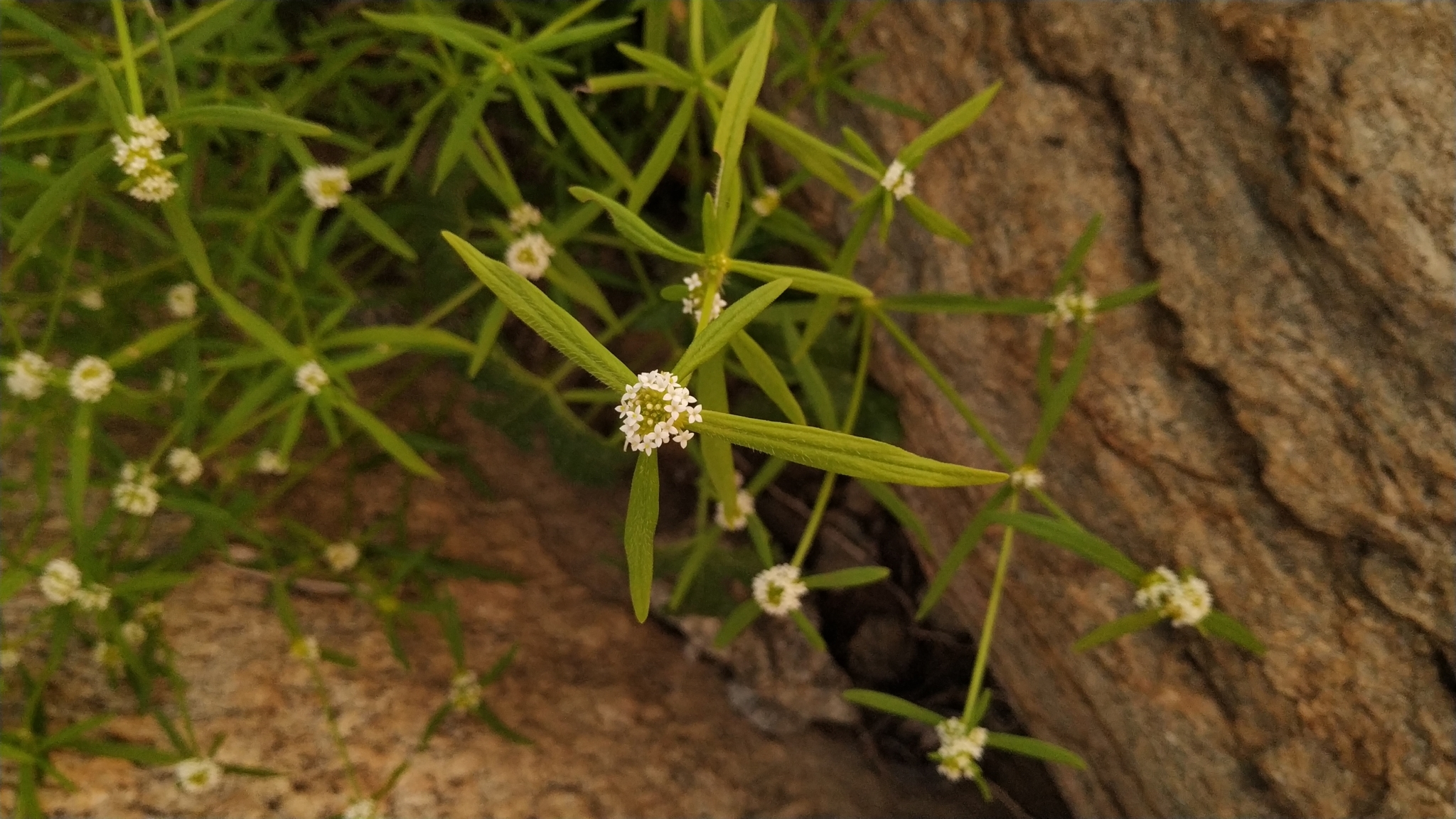 Mitracarpus baturitensis