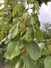 Alchornea latifolia