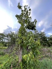 Alchornea latifolia