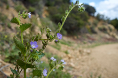 Phacelia viscida