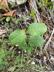 Stigmaphyllon floribundum