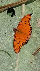 Dione vanillae