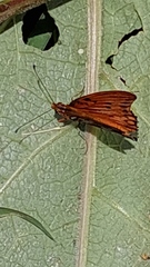 Dione vanillae