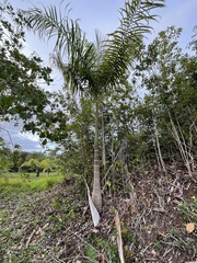 Roystonea borinquena