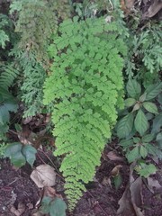 Adiantum concinnum
