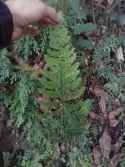 Adiantum concinnum