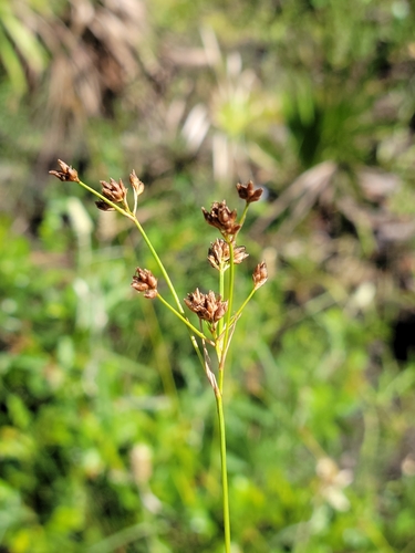 Image of Rhynchospora recognita by (c) Jay Horn, some rights reserved (CC BY)