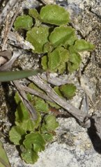 Acalypha chamaedrifolia