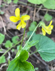 Viola eriocarpa