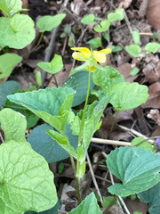 Viola eriocarpa