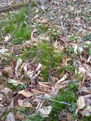 Carex lucorum austrolucorum