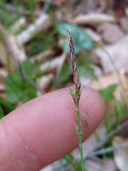 Carex lucorum austrolucorum