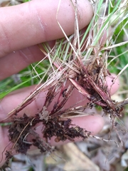 Carex lucorum austrolucorum