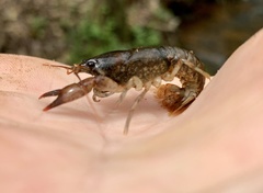 Cambarus acuminatus