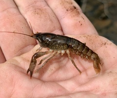 Cambarus acuminatus