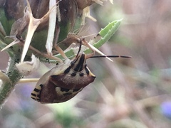 Codophila varia