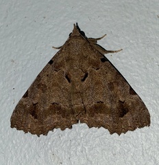 Pseudbarydia bicristata