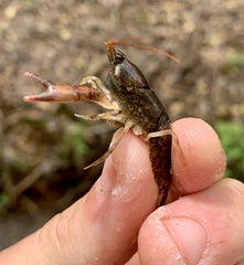 Cambarus acuminatus