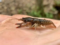 Cambarus acuminatus