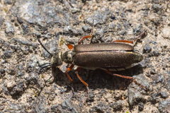 Lytta aenea