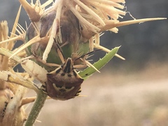 Codophila varia