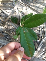 Quercus pumila