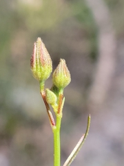 Piriqueta cistoides subsp. caroliniana image