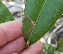 Quercus pumila