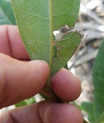 Quercus pumila