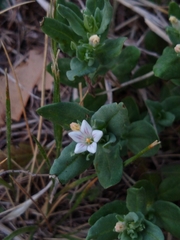 Spigelia hedyotidea