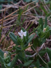 Spigelia hedyotidea